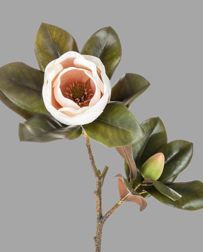 Virágzó mű magnólia ág, púder rózsaszín színű nyílt és bimbós virággal.
