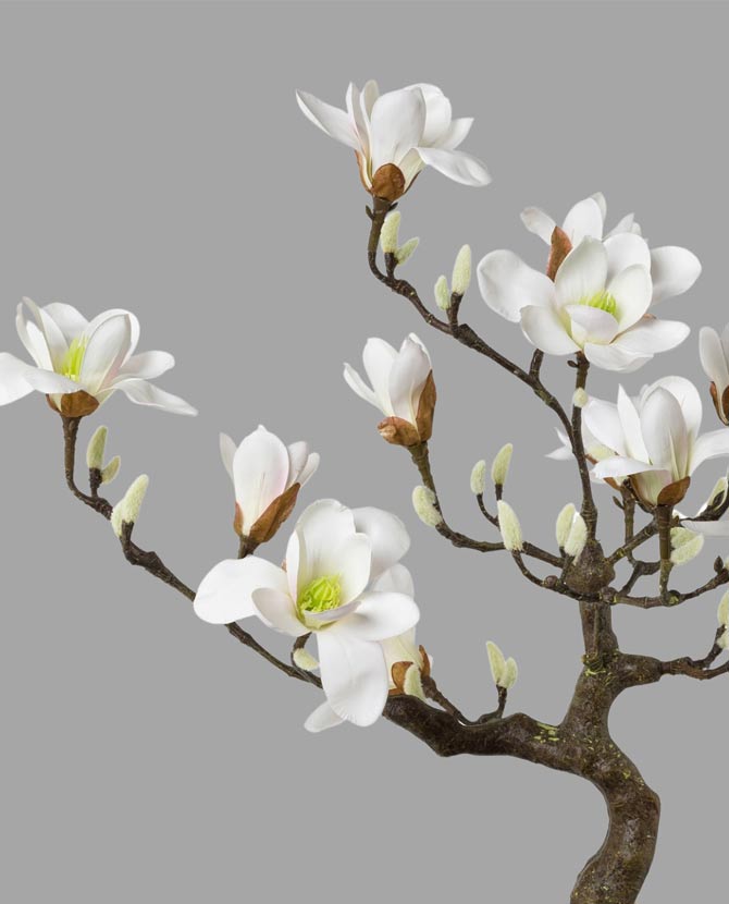 Fehér színű virágzattal és bimbokkal rendelkező, cserepes magnólia fa műnövény.