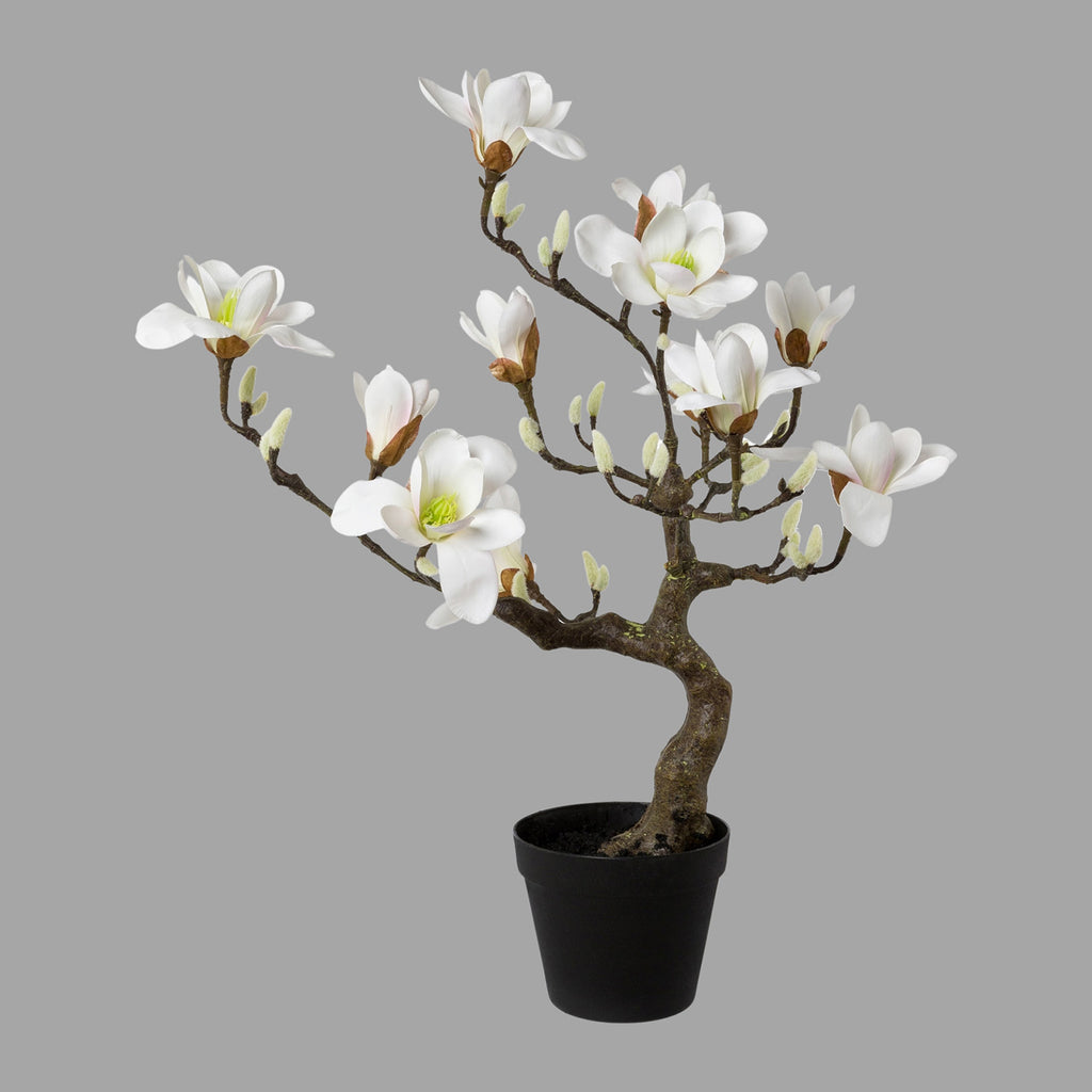 Fehér színű virágzattal és bimbokkal rendelkező, cserepes magnólia fa műnövény.