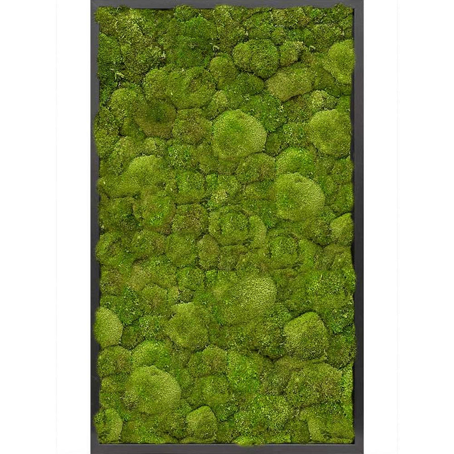 Valódi gömbmohából készült, 100 cm hosszú és 60 cm széles, mélyfekete színű MDF keretbe foglalt, plasztikus növényfal panel, mohakép.
