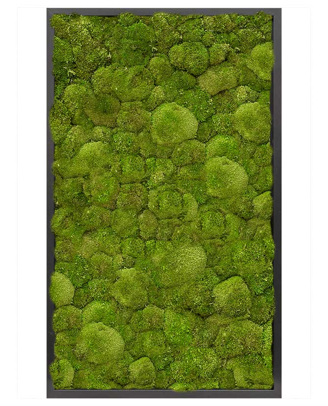 Valódi gömbmohából készült, 100 cm hosszú és 60 cm széles, mélyfekete színű MDF keretbe foglalt, plasztikus növényfal panel, mohakép.