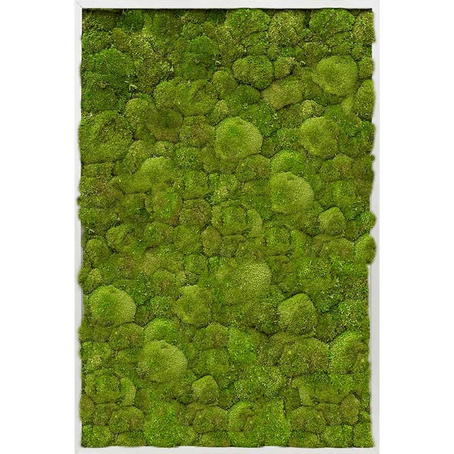 Valódi gömbmohából készült, 120 cm hosszú és 80 cm széles, alumínium keretbe foglalt, plasztikus növényfal panel, mohakép.