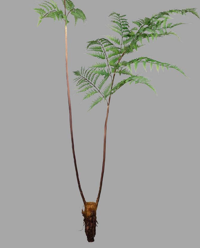 Óriás méretű, élethű megjelenésű, 150 cm magas, erdei pajzsika ág, páfrány műnövény.