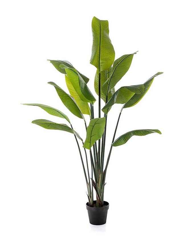 Élethű megjelenésű, 150 cm magas strelitzia műnövény.