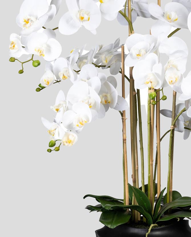 Fehér színű mű orchidea, fekete műanyag kaspóban.