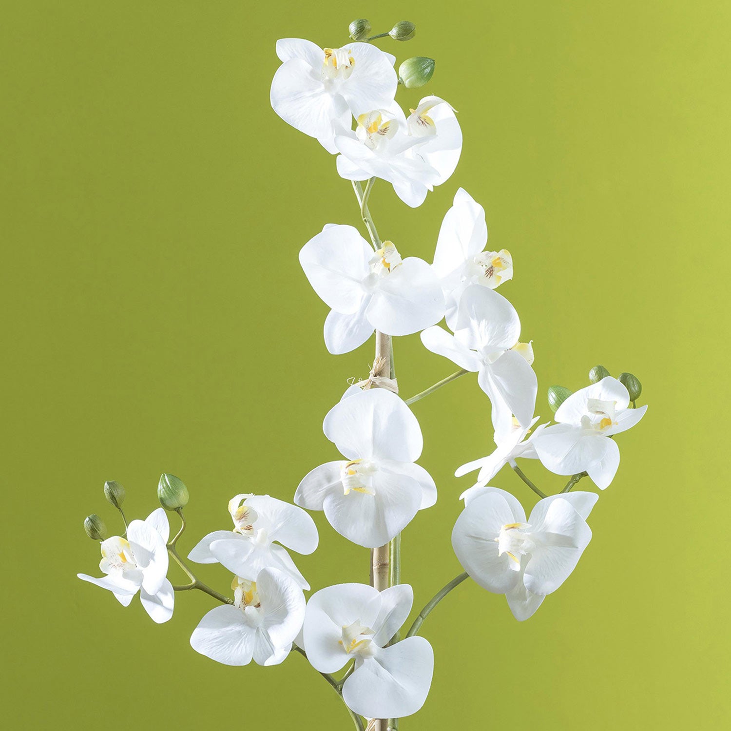 Fehér színű mű orchidea, áttetsző üveg kaspóban.