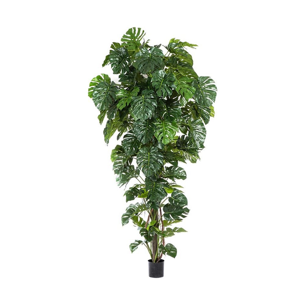 Filodendron növény, fekete műanyag cserépben.