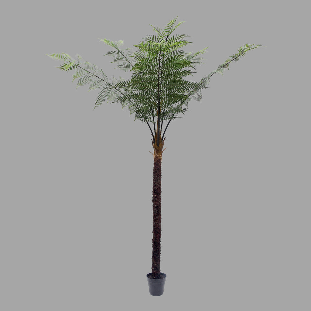 Fekete serlegpáfrányfa cserepes műnövény.