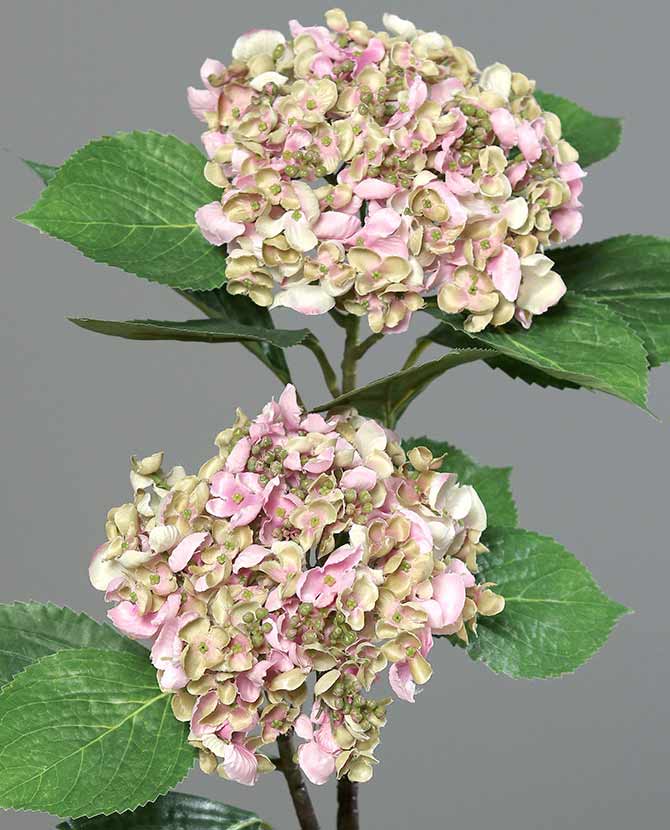 Fáradt rózsaszín színárnyalatú virágfejjel díszített mű hortenzia ág.