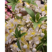 85 cm magas, élethű, krém színű virágzó mű cseresznyefa ág