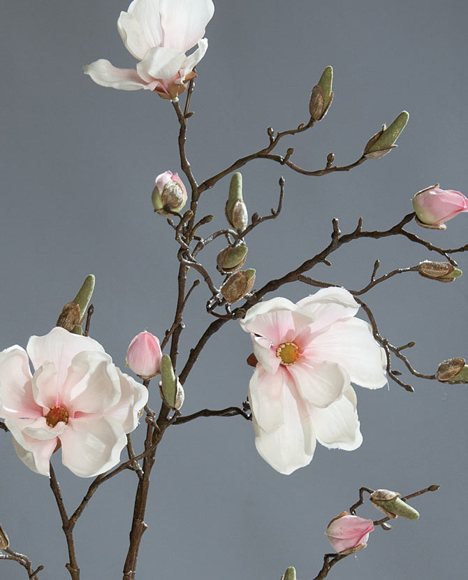 Élethű, halvány rózsaszín színű magnólia művirág, nyílt, bimbós és rügyező virágokkal.