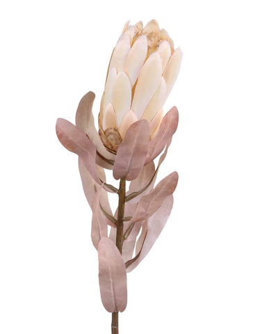 szárított hatású, 53 cm magas, krém színű szálas protea művirág