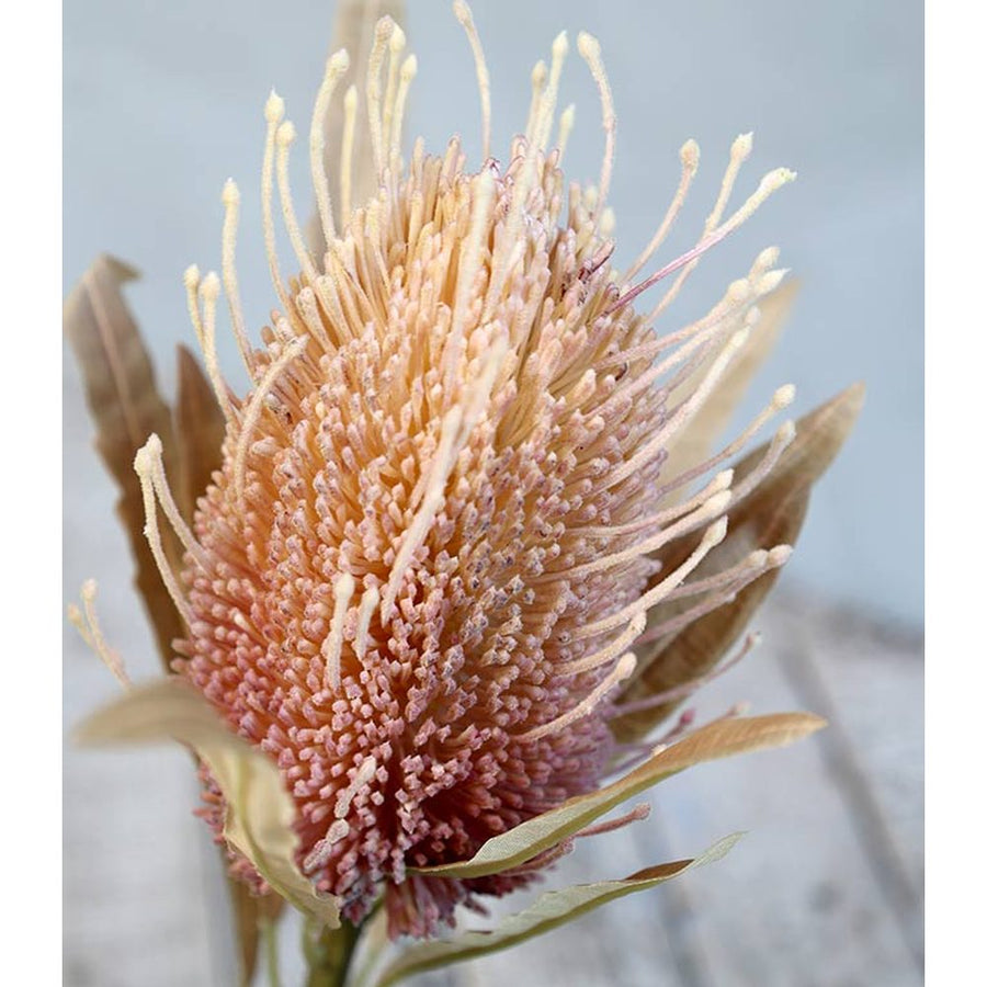 szárított hatású, 60 cm magas, fáradt korall színű szálas protea művirág