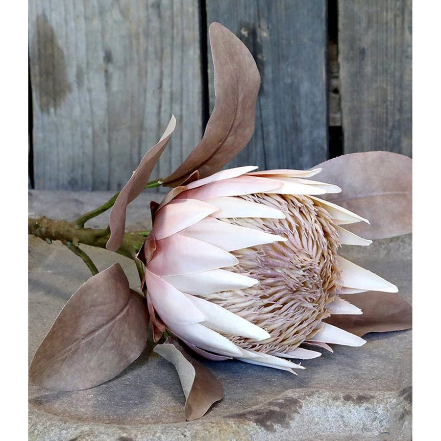szárított hatású, 66 cm magas, halvány rózsaszín színű szálas protea művirág