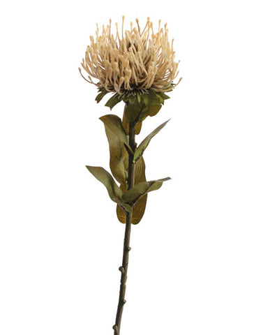 73 cm hosszú vanília színű szálas protea művirág