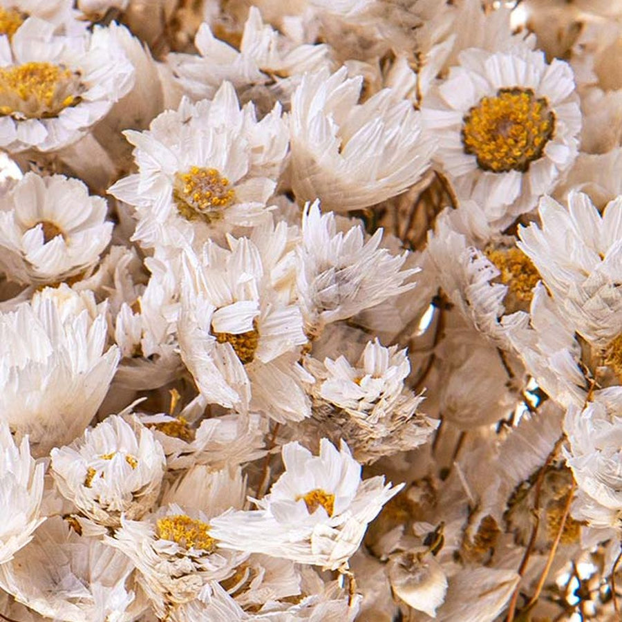 Szárított rhodante virágcsokor..