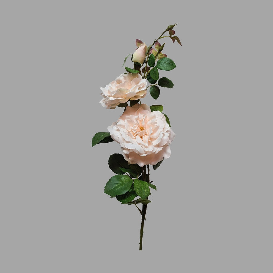 Rózsa művirág, krém színű nyílt és bimbos virágfejekkel.