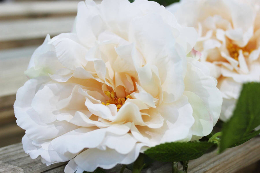 Rózsa művirág, krém színű nyílt és bimbos virágfejekkel.