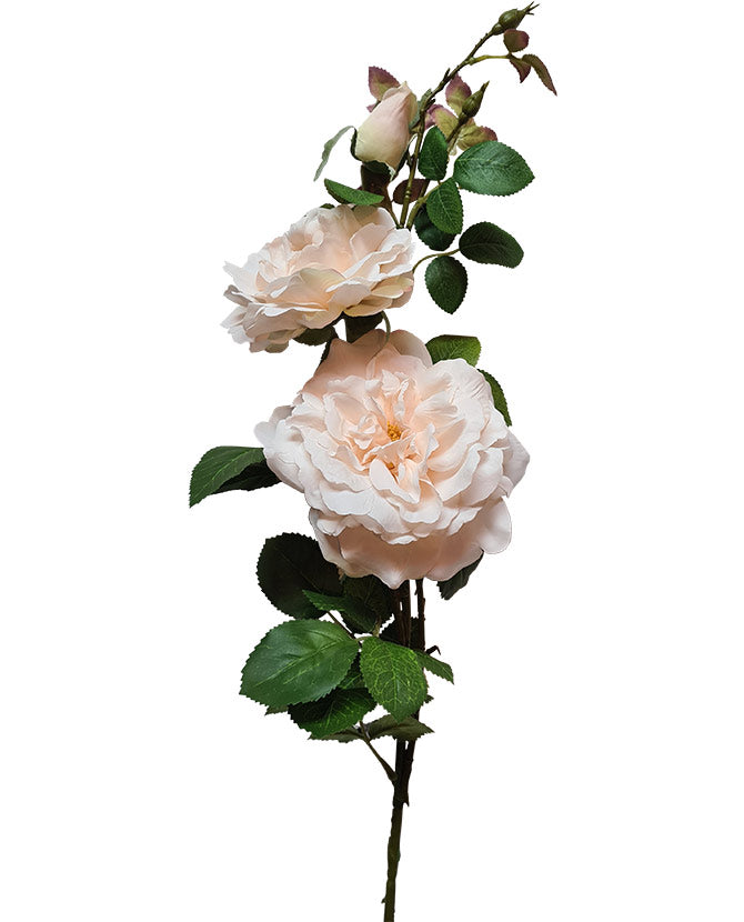 Rózsa művirág, krém színű nyílt és bimbos virágfejekkel.