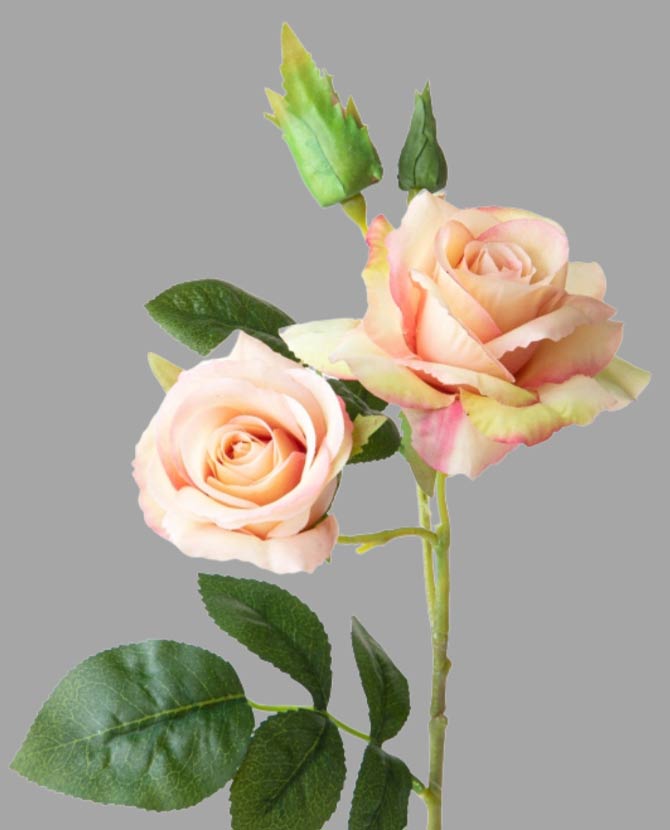 Rózsa művirág, barack színárnyalatú nyílt és bimbós virágfejekkel.