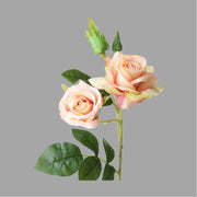 Rózsa művirág, barack színárnyalatú nyílt és bimbós virágfejekkel.