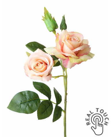 Rózsa művirág, barack színárnyalatú nyílt és bimbós virágfejekkel.