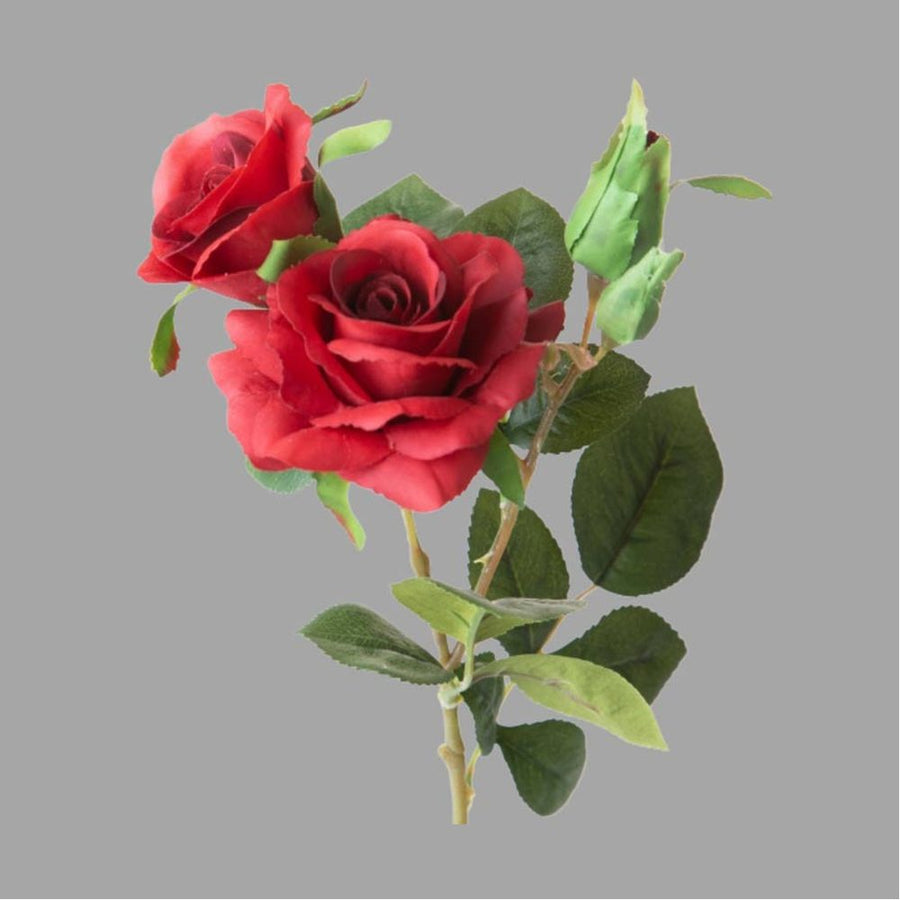 Rózsa művirág, bordó színárnyalatú nyílt és bimbós virágfejekkel.