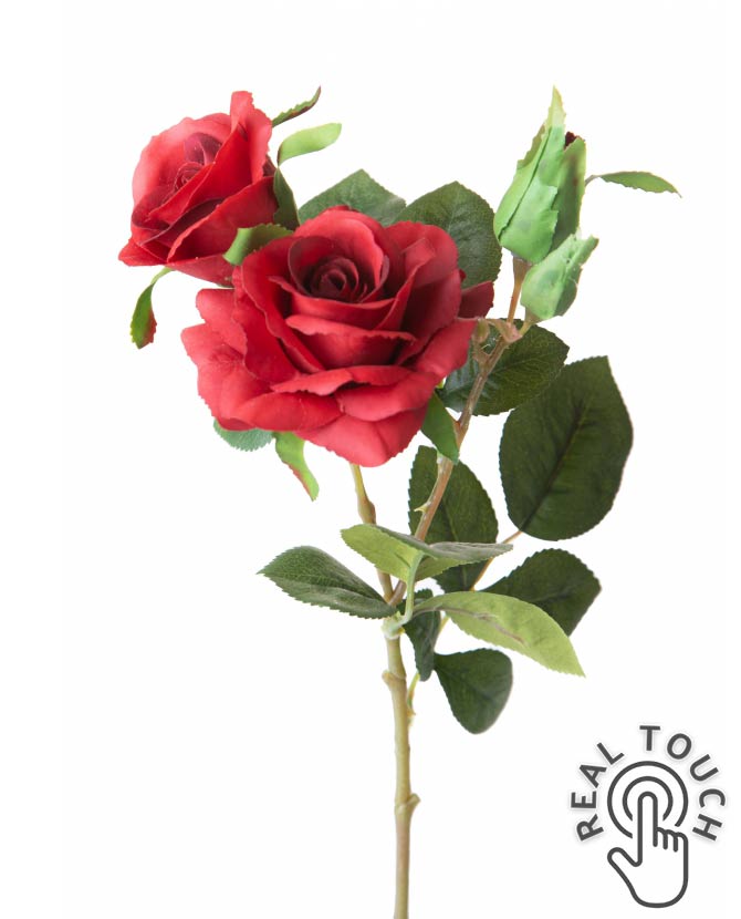 Rózsa művirág, bordó színárnyalatú nyílt és bimbós virágfejekkel.