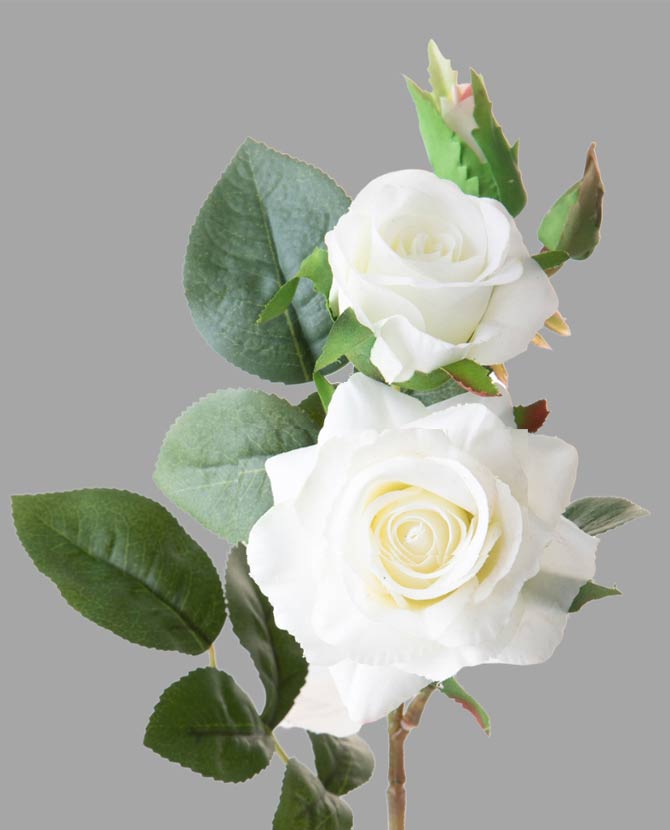 Rózsa művirág, fehér színárnyalatú nyílt és bimbós virágfejekkel.