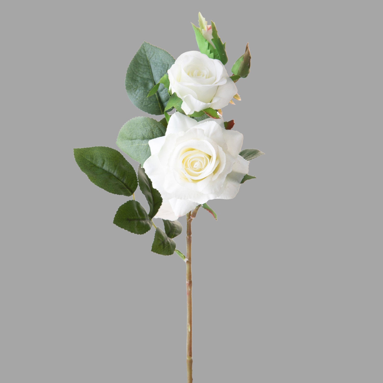 Rózsa művirág, fehér színárnyalatú nyílt és bimbós virágfejekkel.