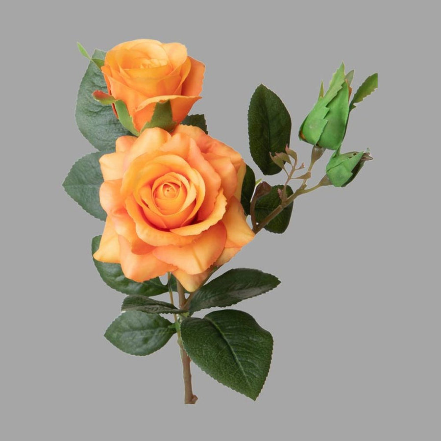 Rózsa művirág, narancssárga színárnyalatú nyílt és bimbós virágfejekkel.