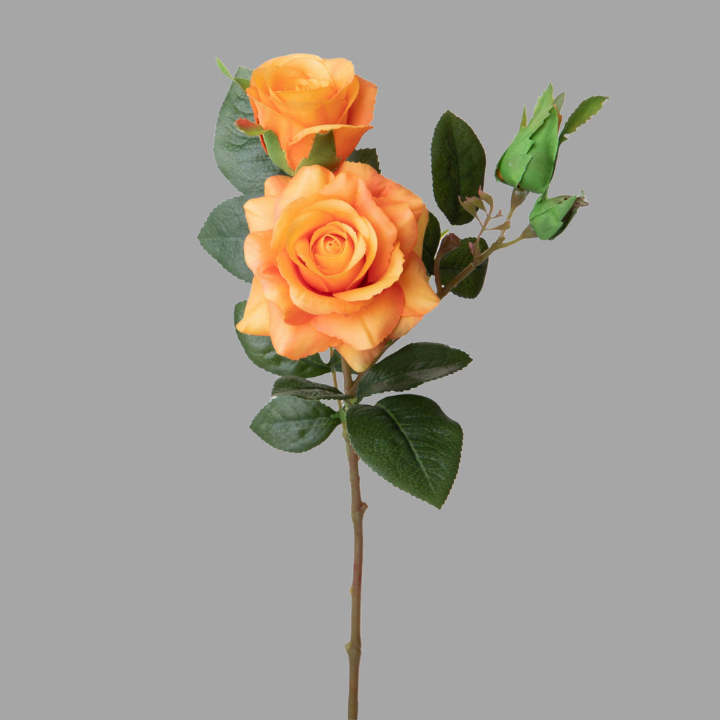 Rózsa művirág, narancssárga színárnyalatú nyílt és bimbós virágfejekkel.