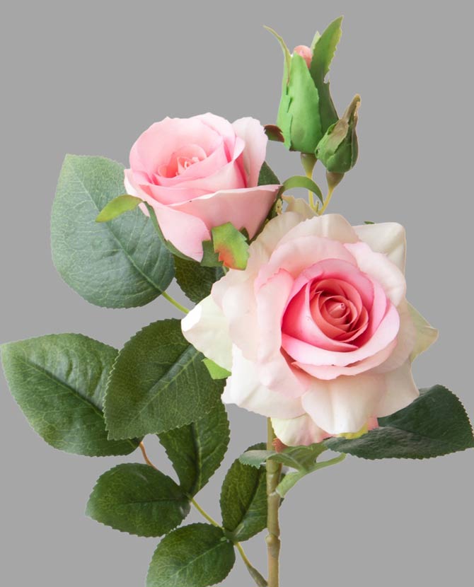 Rózsa művirág, halvány rózsaszín színárnyalatú nyílt és bimbós virágfejekkel.