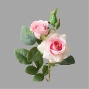 Rózsa művirág, halvány rózsaszín színárnyalatú nyílt és bimbós virágfejekkel.