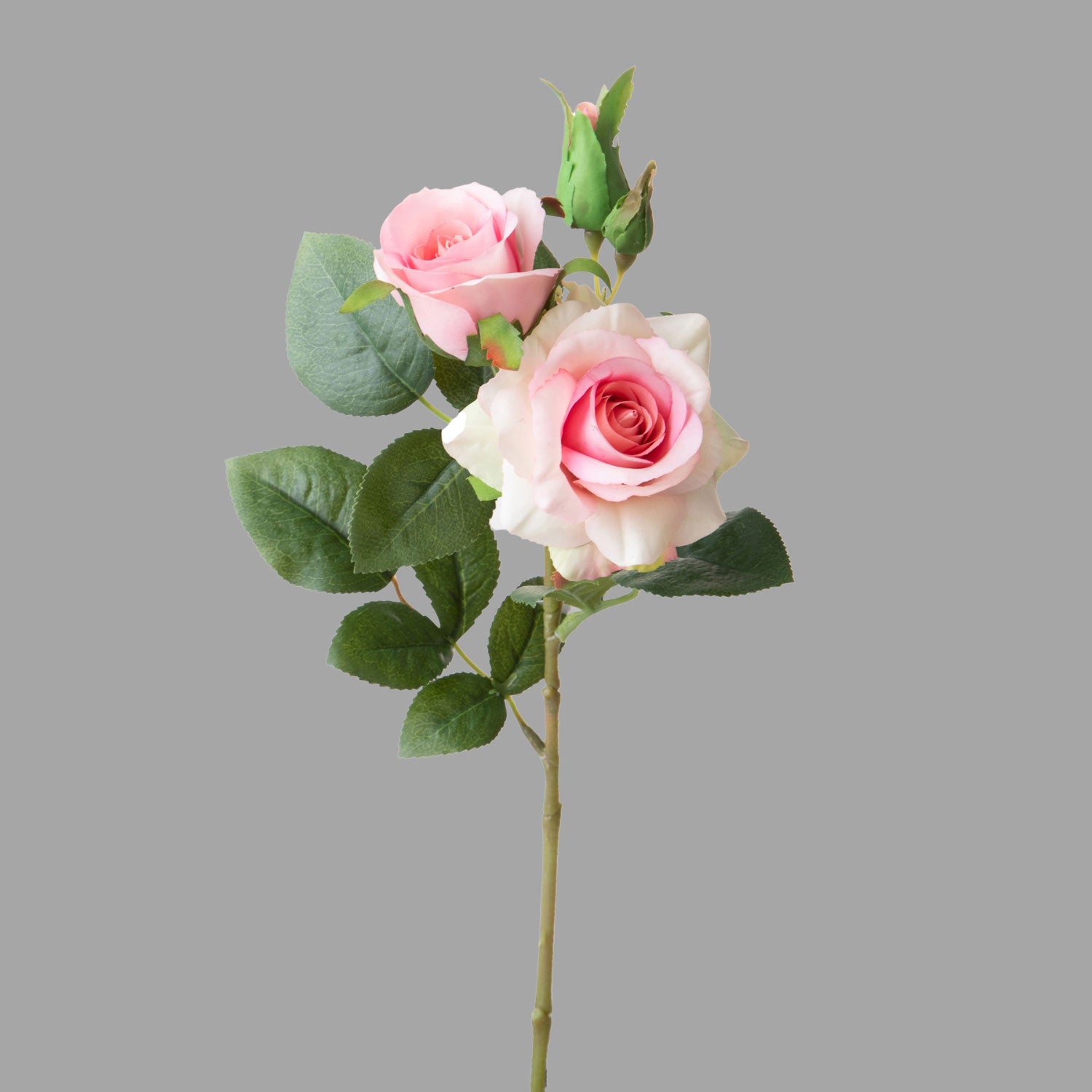 Rózsa művirág, halvány rózsaszín színárnyalatú nyílt és bimbós virágfejekkel.