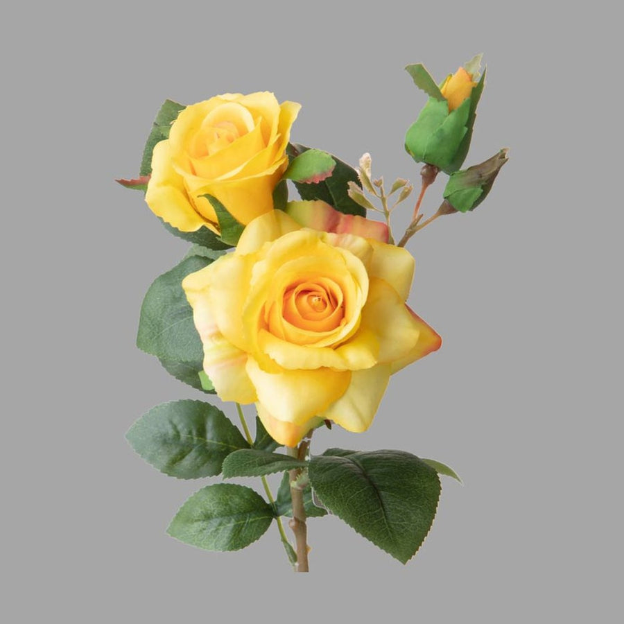 Rózsa művirág, sárga színárnyalatú nyílt és bimbós virágfejekkel.