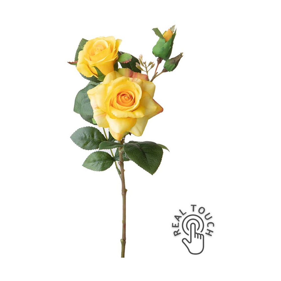 Rózsa művirág, sárga színárnyalatú nyílt és bimbós virágfejekkel.