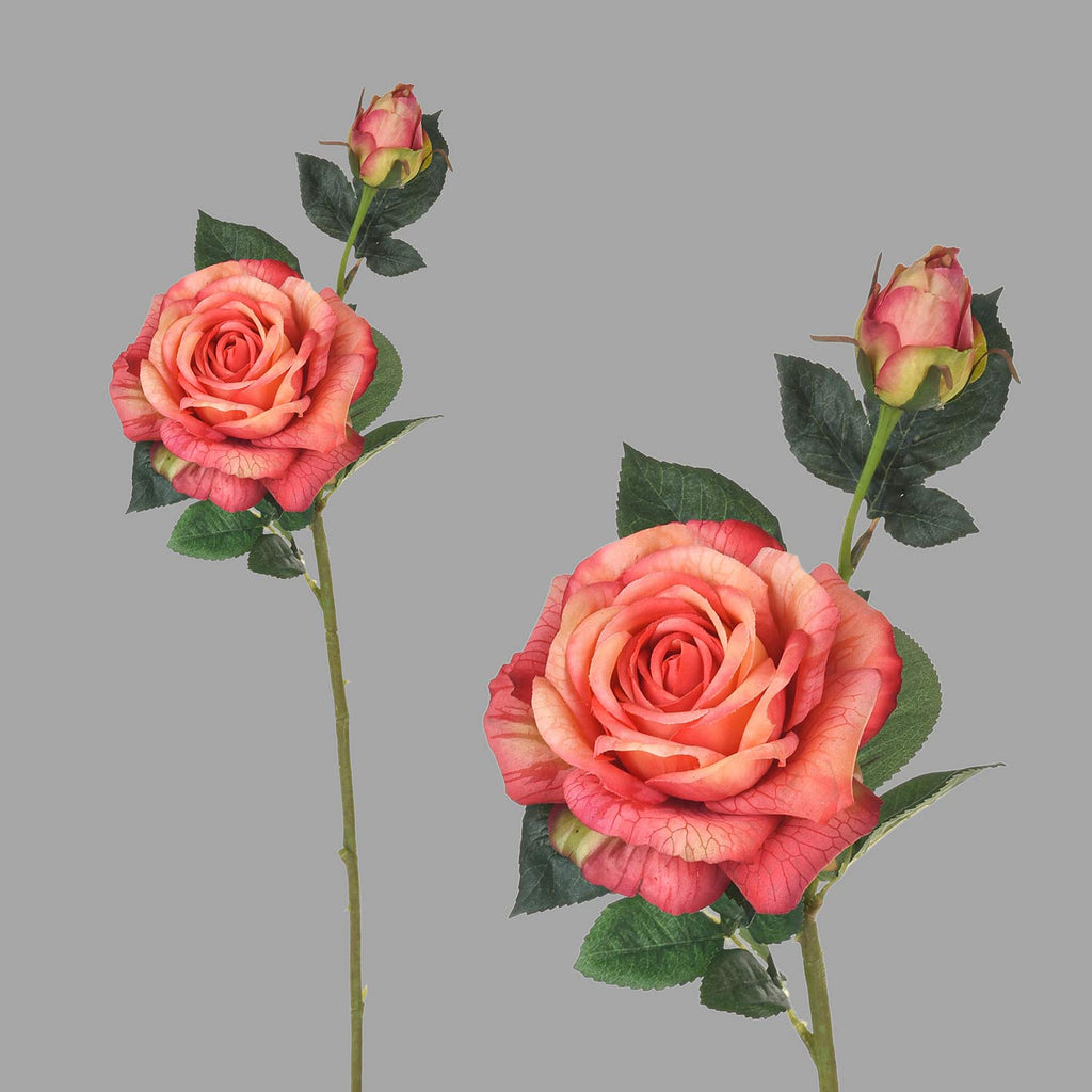Rózsa művirág, narancsos pink színárnyalatú nyílt és bimbós virágfejekkel.