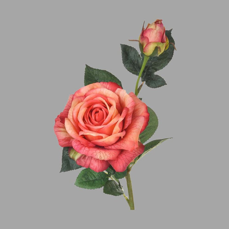 Rózsa művirág, narancsos pink színárnyalatú nyílt és bimbós virágfejekkel.