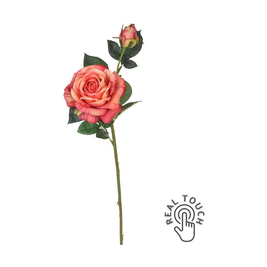 Rózsa művirág, narancsos pink színárnyalatú nyílt és bimbós virágfejekkel.