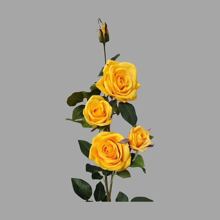 Rózsa művirág, sárga színű, nyílt és bimbós virágfejekkel.