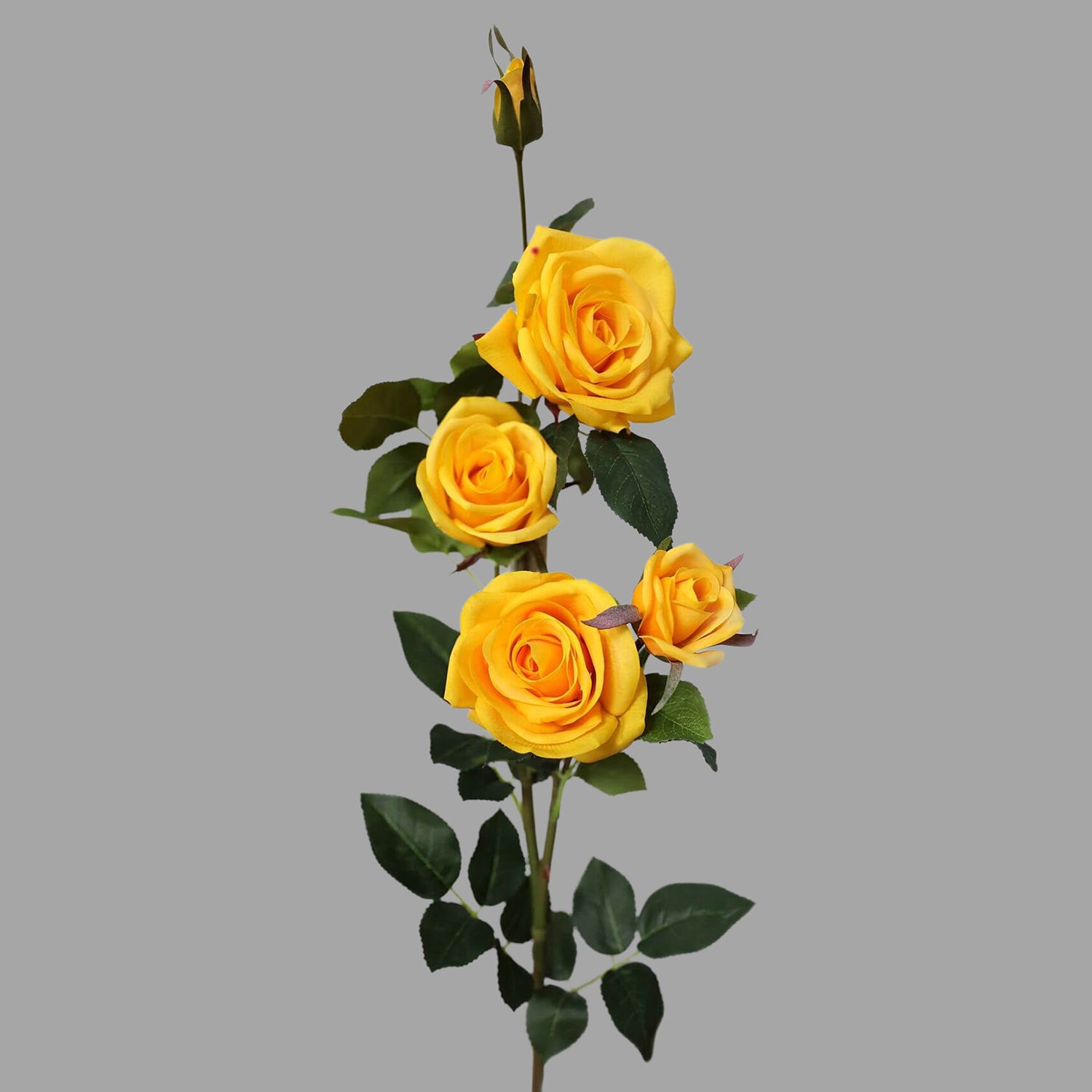 Rózsa művirág, sárga színű, nyílt és bimbós virágfejekkel.