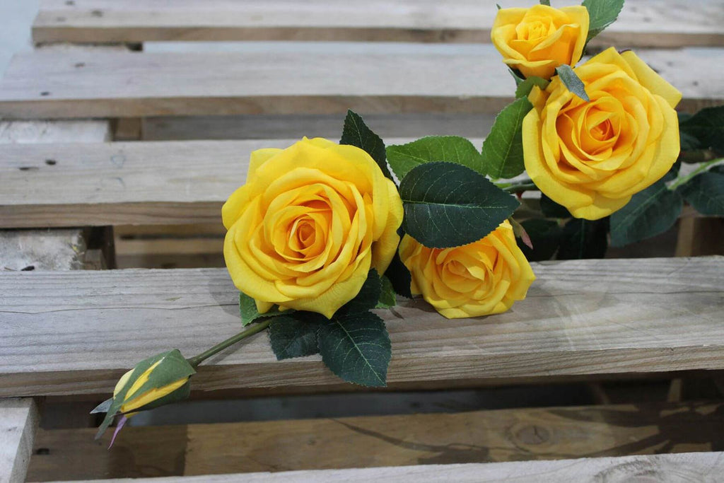 Rózsa művirág, sárga színű, nyílt és bimbós virágfejekkel.