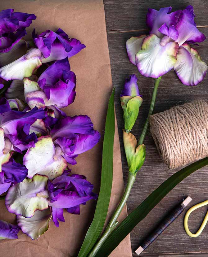 Élethű, lila színű szálas írisz művirág
