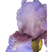 Élethű, kékeslila színű szálas írisz művirág