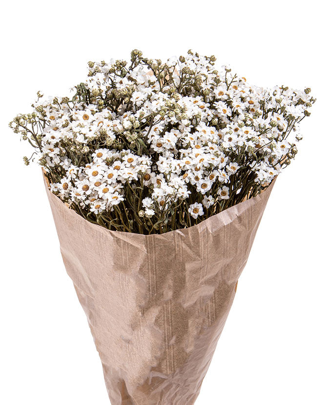 Natúr színű papírba csomagolt, 30-35 cm magas, 10 szállas, szárított ixodia virágcsokor