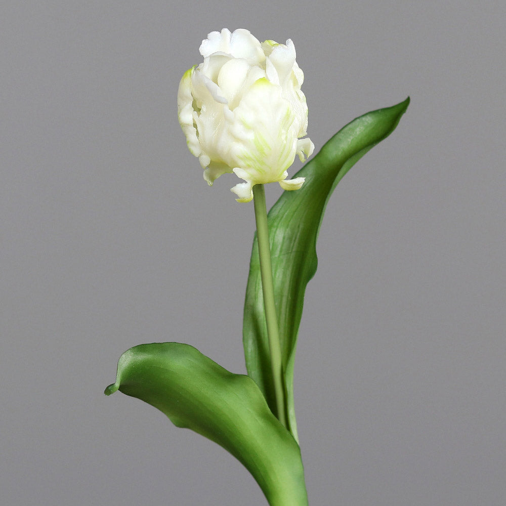 Fehér színű, papagáj tulipán művirág.
