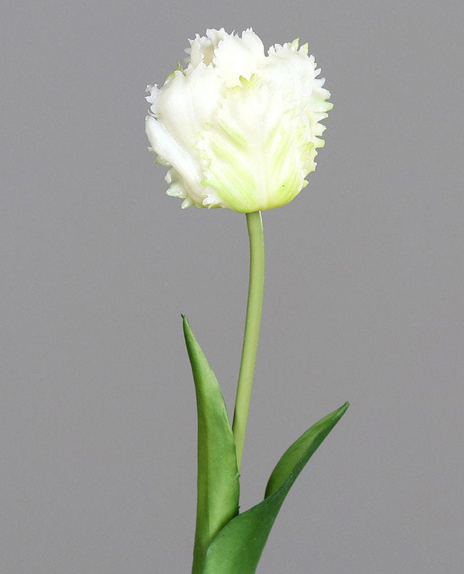 Fehér színű, papagáj tulipán művirág.