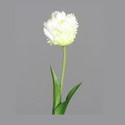 Fehér színű, papagáj tulipán művirág.