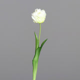 Fehér színű, papagáj tulipán művirág.
